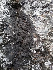 Fuscopannaria aurita