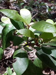 Chrysolepis sempervirens