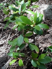 Chrysolepis sempervirens