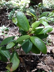 Chrysolepis sempervirens
