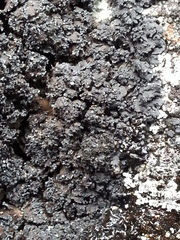 Fuscopannaria aurita