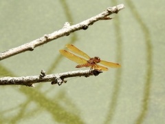 Perithemis tenera