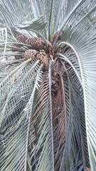 Macrozamia macdonnellii