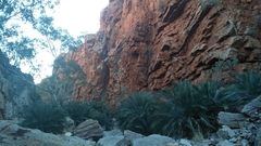 Macrozamia macdonnellii