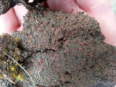 Fuscopannaria thiersii