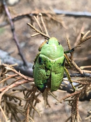 Chrysina laniventris
