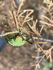 Chrysina laniventris