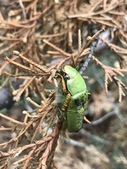 Chrysina laniventris
