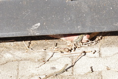 Podarcis muralis maculiventris