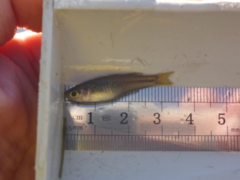 Pseudomugil signifer