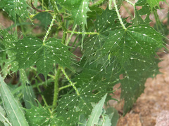 Cnidoscolus angustidens