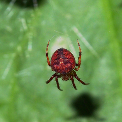 Neoscona menghaiensis