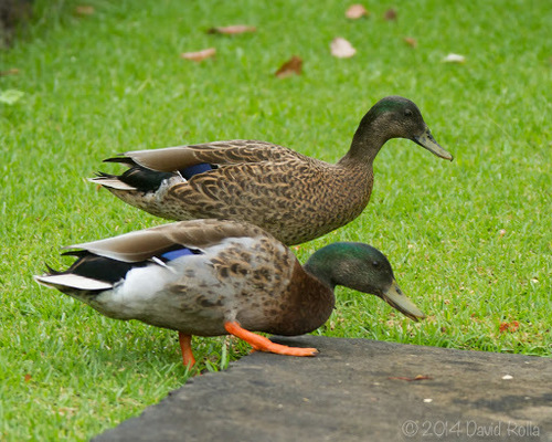 Mallard × Hawaiian Duck