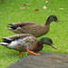 Mallard × Hawaiian Duck - Photo (c) 104623964081378888743, some rights reserved (CC BY-NC), uploaded by 104623964081378888743