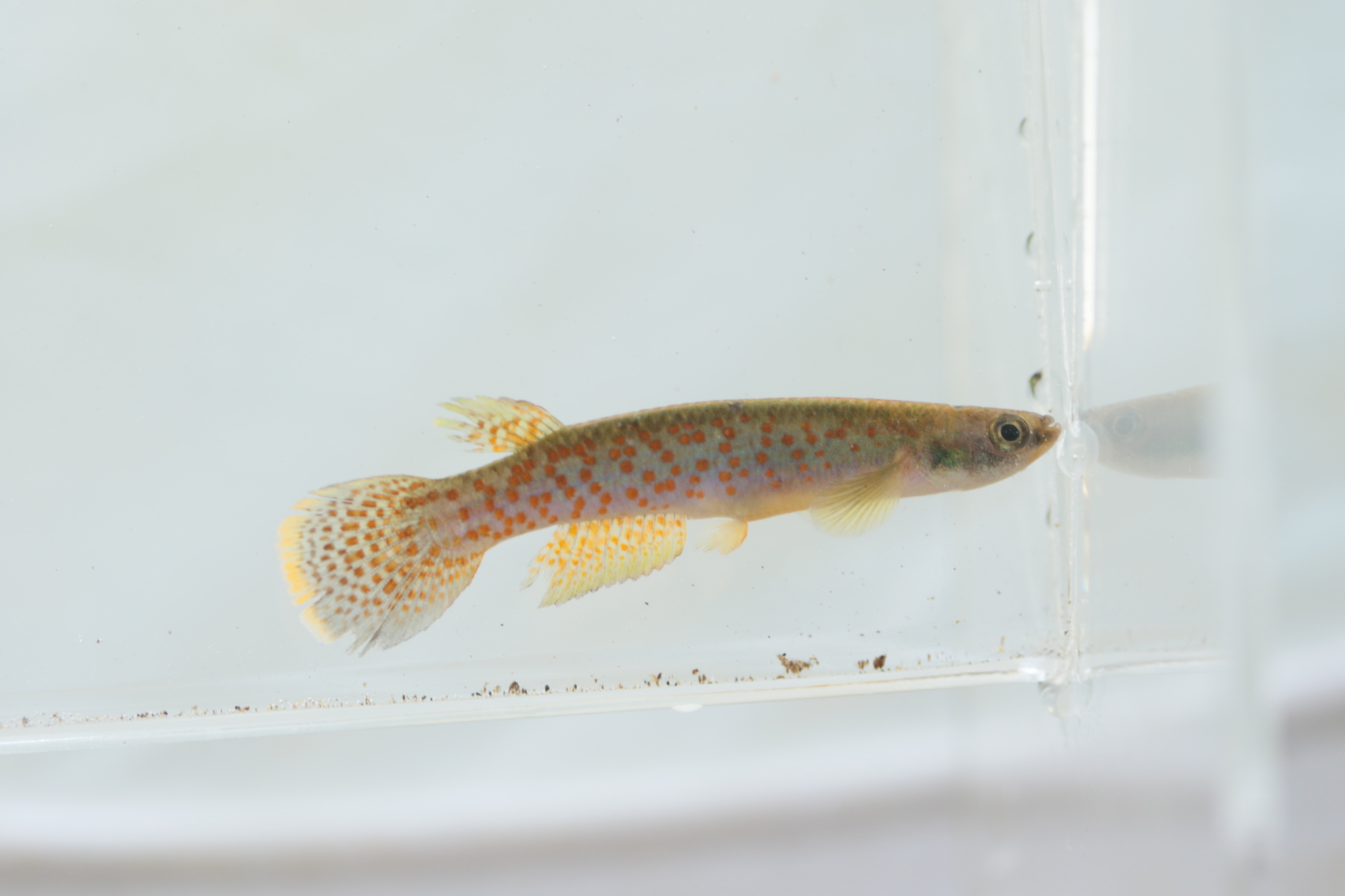Cynodonichthys chucunaque