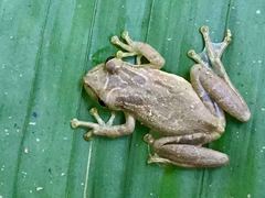 Scinax elaeochroa