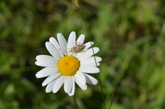 Calocoris roseomaculatus roseomaculatus