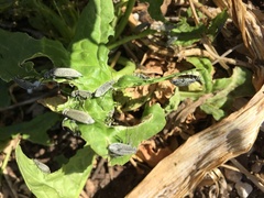 Epicauta maculata-group