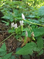 Dicentra formosa formosa