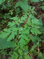 Dicentra formosa formosa