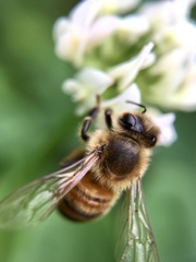 Apis mellifera