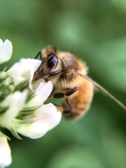 Apis mellifera