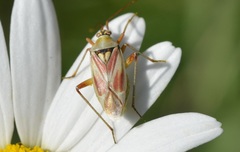 Calocoris roseomaculatus roseomaculatus
