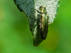 Agrilus viridis