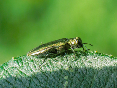 Agrilus viridis