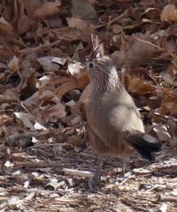 Rhinocrypta lanceolata