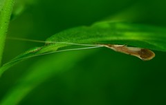 Triaenodes marginatus