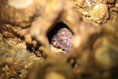 Glebocarcinus oregonensis image