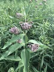 Asclepias syriaca