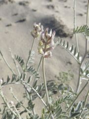 Astragalus lentiginosus micans