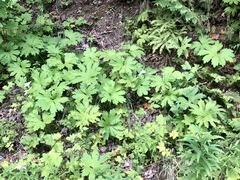 Hydrophyllum tenuipes