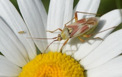 Calocoris roseomaculatus roseomaculatus