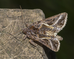 Autographa flagellum