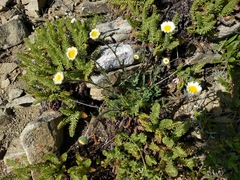 Erigeron poliospermus
