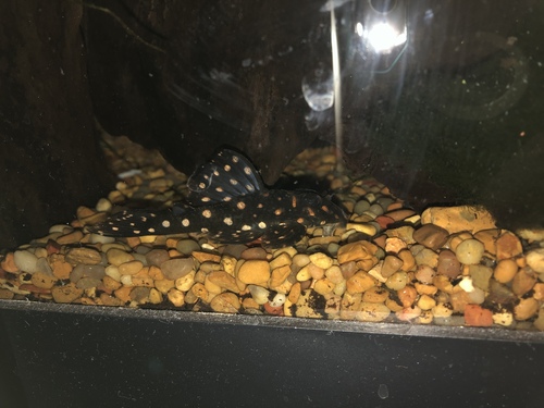 Hypancistrus L201