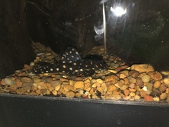 Hypancistrus contradens