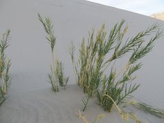 Swallenia alexandrae