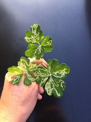 Phytomyza minuscula group