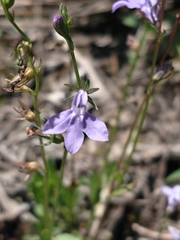 Lobelia gattingeri
