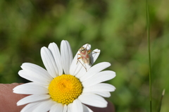 Calocoris roseomaculatus roseomaculatus