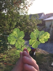 Phytomyza minuscula group