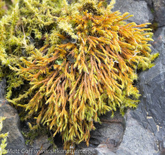 Schistidium strictum