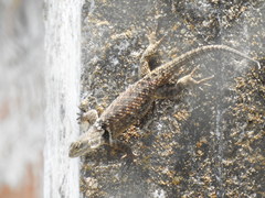 Sceloporus torquatus