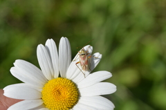 Calocoris roseomaculatus roseomaculatus