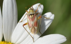 Calocoris roseomaculatus roseomaculatus