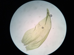 Hygrohypnum